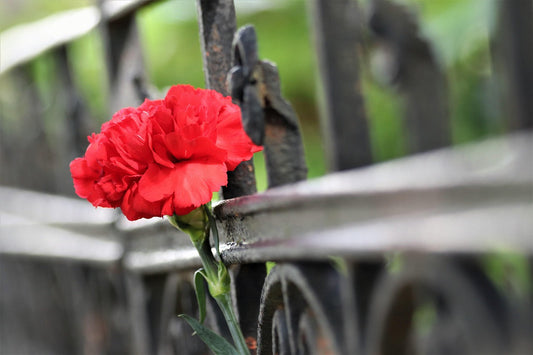 Condolence Messages: 150+ Heartfelt Words of Comfort and Support for Every Loss